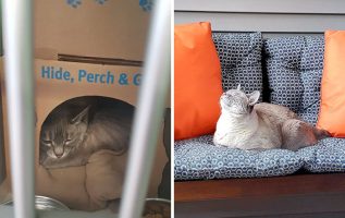 10+ Rescue Pets Who Are Living The Best Life They Deserve