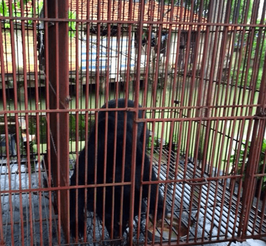 Bear kept in tiny cage for 9 years jumps for joy when sees water for the first time