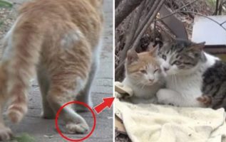 A normal cat brings friendship goal to the next level when he takes care and feeds his disabled best friend