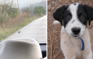 A Stray Puppy Chases A Car In Hopes Of Being Rescued, So The Driver Stops And Changes His Life