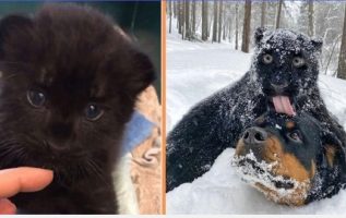 Abandoned By His Mother, Panther Grows Up By A Human And A Rottweiler