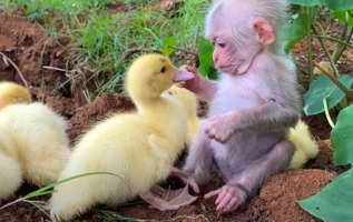 Adorable Moment Shows Baby Monkey Caring For Baby Ducks Like Family