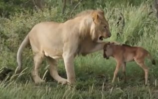 Amazing Animals Rescue Other Animals From Danger