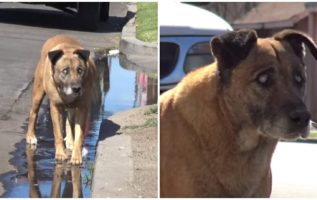 Blind Stray Dog ​Who Cared For Himself For 10 Years Before His Rescuers Arrived