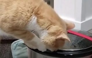 Cat Is So Obsessed With Food He Taught Himself To Open Containers With His Teeth