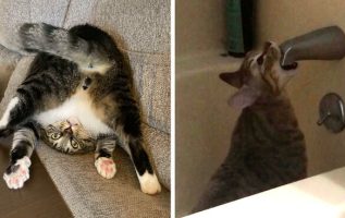 Cats Who Were Caught In The Act When You Came Home Early And Surprised Them