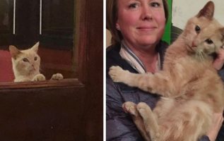 Couple Went Out for Dinner and Came Home with Sweetest Cat in Their Arms