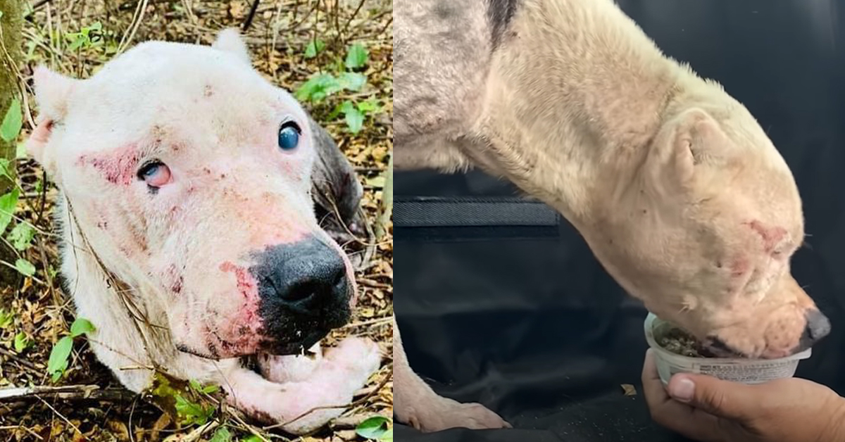 Blind Pit Bull Abandoned In The Woods, Now Loves Ice Cream And Waiting  Forever Home