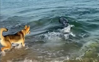 Curious Dolphin Swims Near Beach To Play With Dog