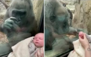 Curious gorilla mom stares lovingly at woman’s baby, and shows off her own child