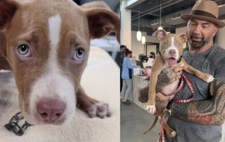 Dave Bautista Adopts Hurt Puppy & Offers Reward To Find The Person Who Hurt Her