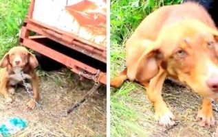 Disabled Puppy Is Rescued After Being Chained To An Old Truck And Left To Starve For Ten Days
