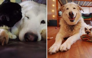 Dog Devastated By The Loss Of Best Friend Gets The Best Surprise