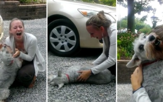 Dog Faints With Joy When Owner Comes Home After 2 Years Of Travel