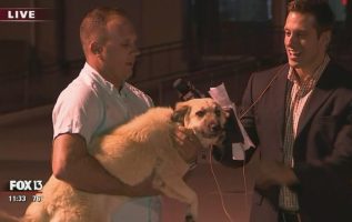 Dog Is About To Meet On Live Television With The Soldier Who Rescued Her Abroad