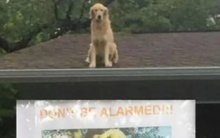 Dog Is Found On Roof, Concerned Neighbors Only Find A Sign