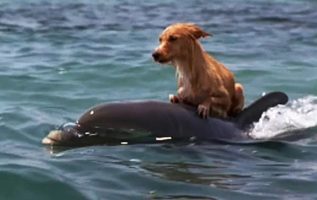 Dolphins Rescue Terrified Little Dog From Drowning In A Florida Canal