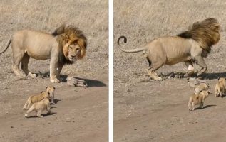 Father Lion Tries To Abandon His Cubs In Heartwarming Video