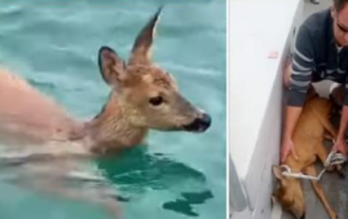 Fisherman rescues baby deer after finding it struggling in the water half a mile off the coast