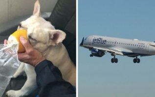 Flight Attendants Take Risks And Break Rules To Save Dog’s Life In The Middle Of Flight
