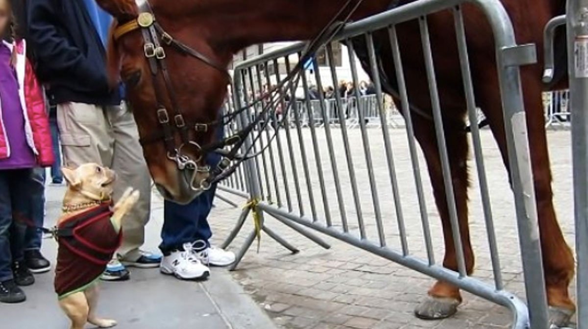 French Bulldog Can&#39;t Contain her Excitement about Meeting a Horse in Hilarious Video | The Dog People by Rover.com
