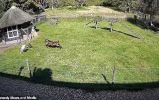 Goat And Rooster Rush To Save Chicken Buddy From The Hawk In Dramatic Visuals