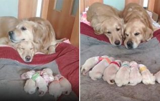 Golden Retriever Parents Cute Watch Over Their 7 Adorable Newborn Puppies