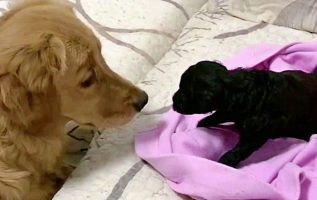 Golden Retriever Who’s Always Loved Puppies Finally Gets One Of His Own