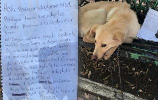 Heartbreaking Letter Found Next To A Lonely Dog Tied To A Bench