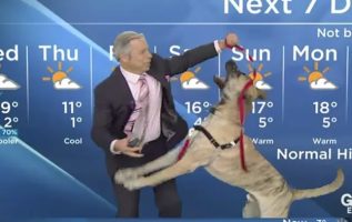 Hilarious Shelter Dog Steals The Spotlight During Live Weather Forecast