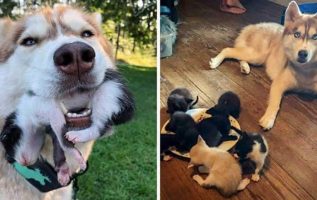 Husky Finds A Box Full Of Stray Kittens In The Woods And Decides To Become Their New Mom