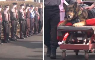 K9 Gets Memorable Final Ride In The Police Car Before He Is Put Down