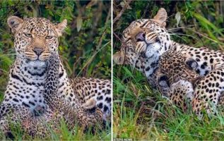 Leopard Mom Smiles And Snuggles Up With Her Cub When It Wakes Her Up From Their Nap