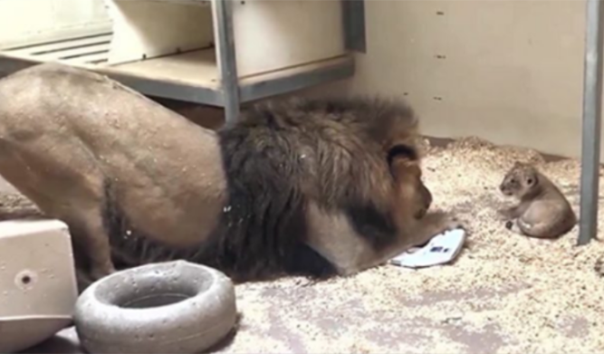 Lovely Footage Shows Majestic Lion Crouching Down To Meet His Cub For The First Time