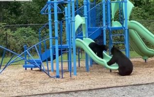 Mama gives cub a big bear hug after teaching it to slide at playground