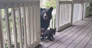 Man Befriends A Bear Over The Years And Then She Brings Her Cubs To Meet Him