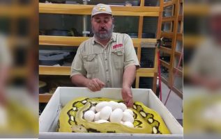 Man Decides To Mess With Momma Snake’s Eggs, Ends Worse Than He Imagined