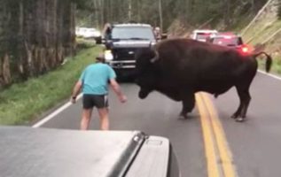 Man Immediately Regrets Provoking Bison At Yellowstone National Park