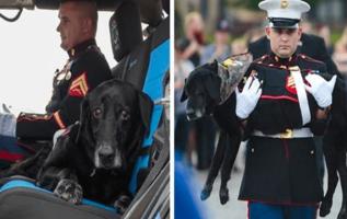 Marine Dog Veteran Gets A Proper Hero’s Goodbye