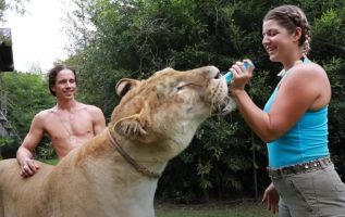 Meet The “World’s Largest Cat,” A 700-Pound Lion-Tiger Hybrid Named Apollo