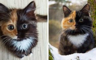 Meet Yana, The Cat With A Double Colored Face And Unique Fur Pattern