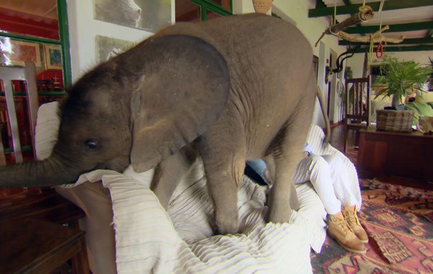 Baby Elephant Can't Stop Following Her Rescuer After Being Saved From Death