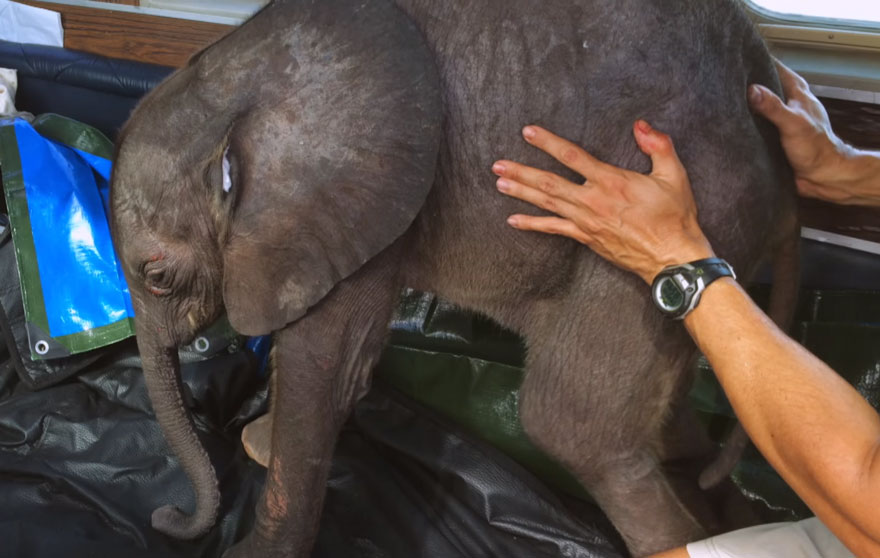 Baby Elephant Can't Stop Following Her Rescuer After Being Saved From Death