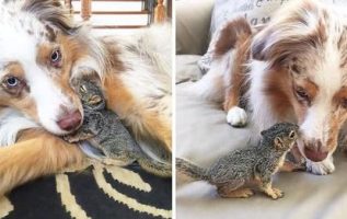 Rescue Squirrel Loves To Cuddle With His Best Buddy