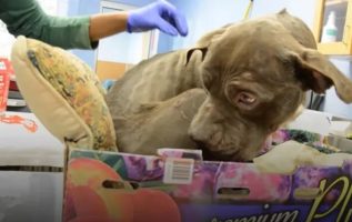 Rescued Pittie Was Once Too Scared To Leave The Cardboard Box He Was Found in