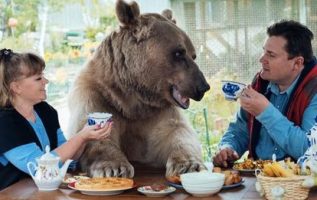 Russian Couple Lives With A 300lb Bear Pet Since They Adopted Him 25 Years Ago