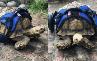 The 70-Pound Disabled Tortoise Has His Own Wheelchair And Can Now Move Around Comfortably
