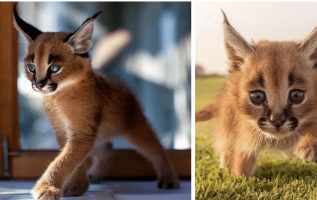 The Internet Is Going Crazy Over Pictures Of These Baby Caracals