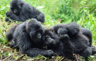 The Man Has A Unique Encounter With A Family Of Wild Mountain Gorillas