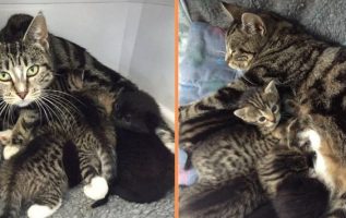 The Mother Cat Tries To Sneak Into The Vet Clinic To Be Reunited With The Abandoned Kittens